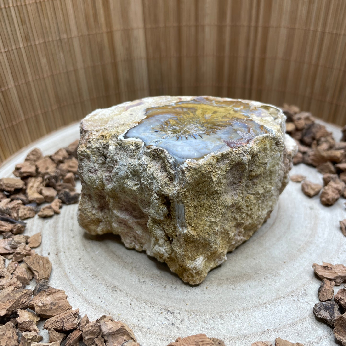 Versteend Hout nr. 7