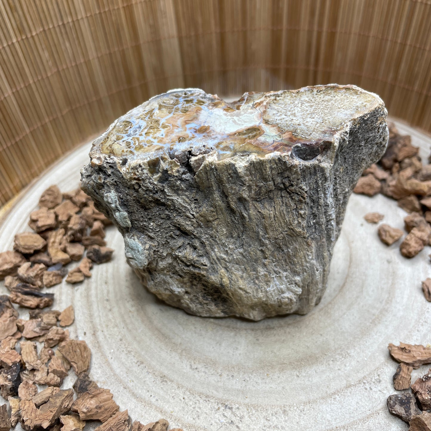Versteend Hout nr. 6