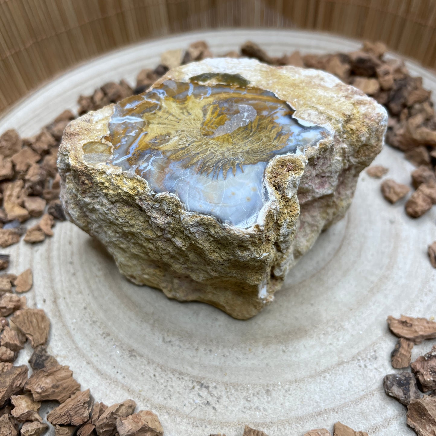 Versteend Hout nr. 7