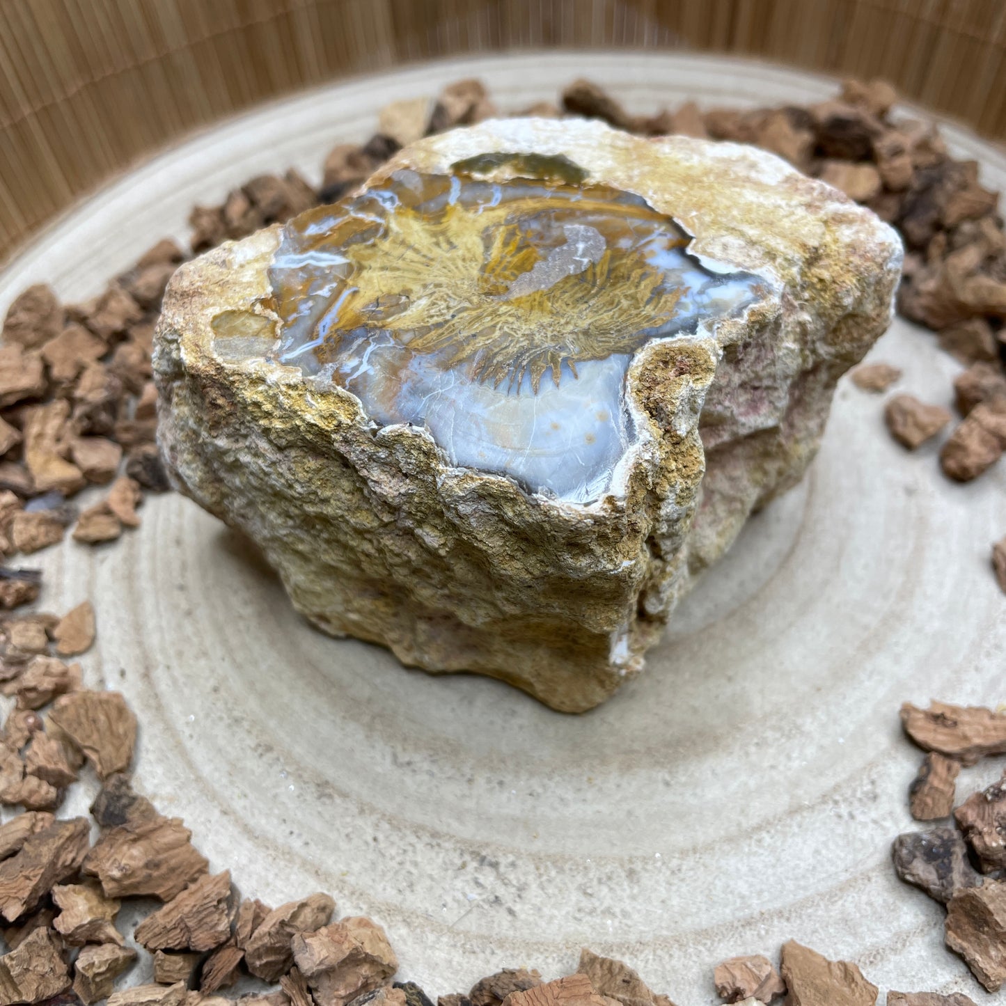 Versteend Hout nr. 7