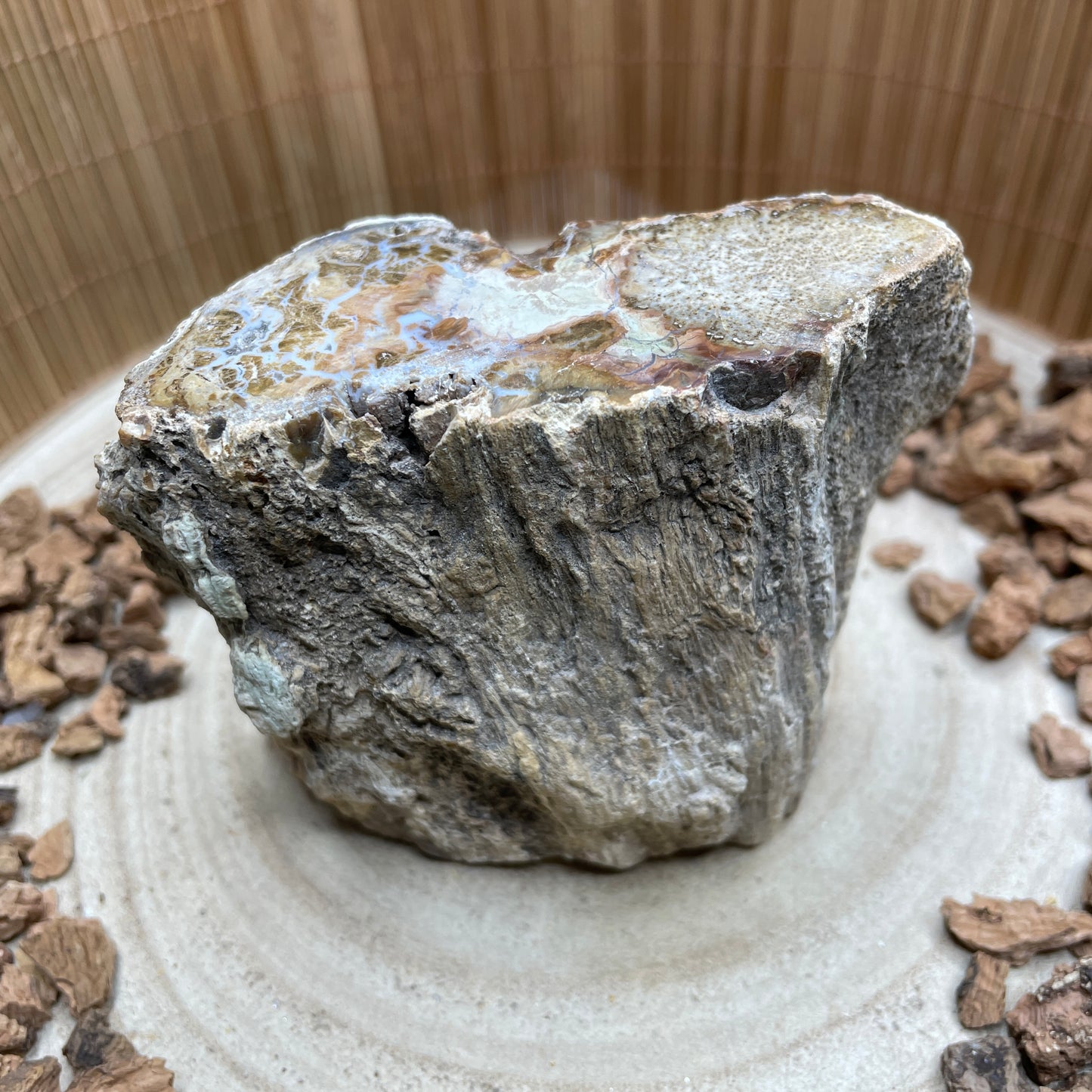 Versteend Hout nr. 6