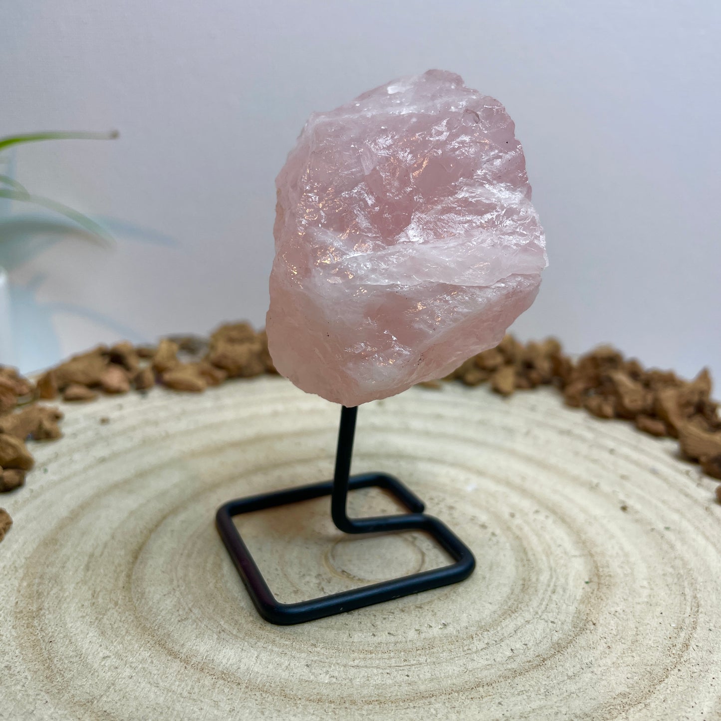 Rozenkwarts op standaard nr.2