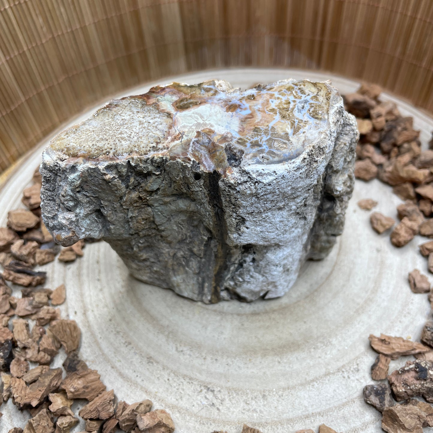 Versteend Hout nr. 6