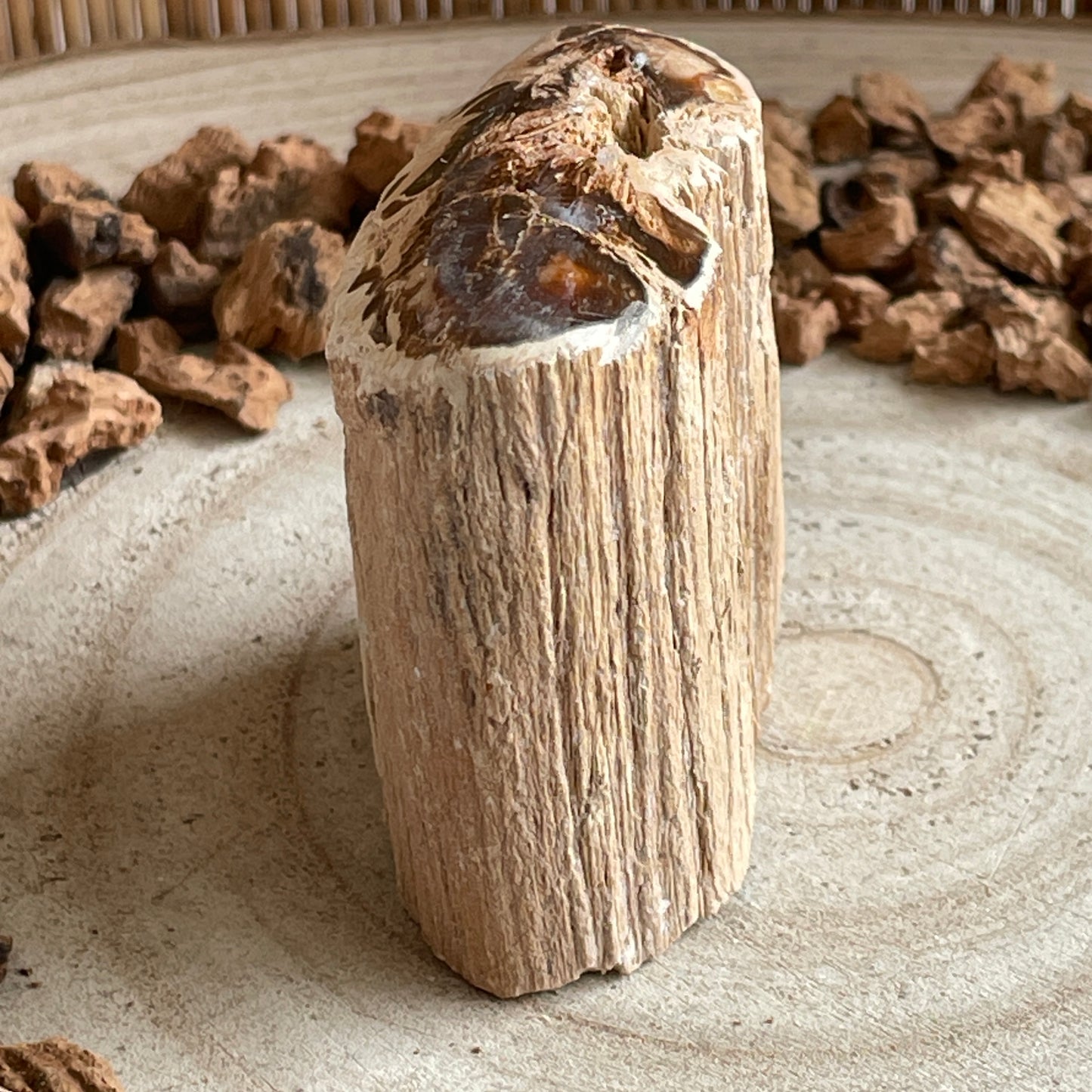 Versteend Hout nr. 2