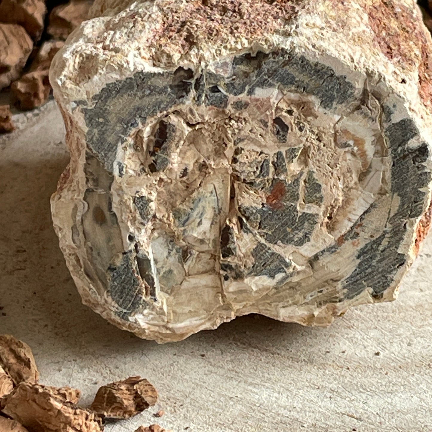 Versteend Hout nr. 3