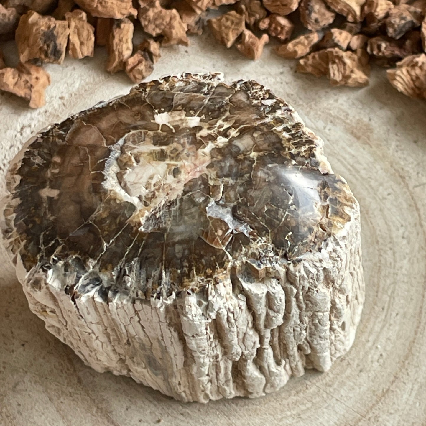 Versteend Hout nr. 5