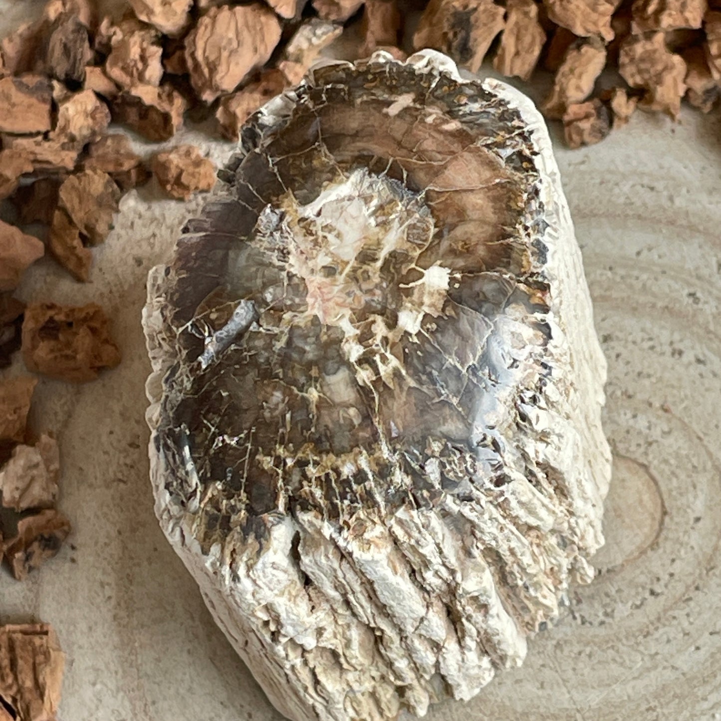 Versteend Hout nr. 5