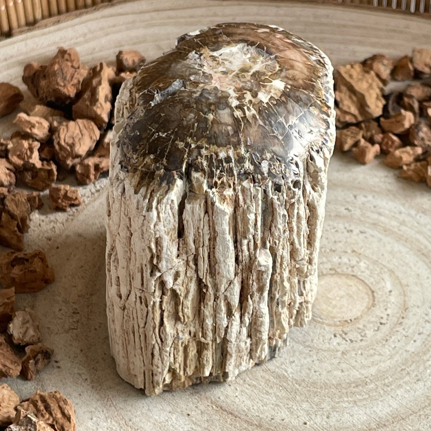 Versteend Hout nr. 5