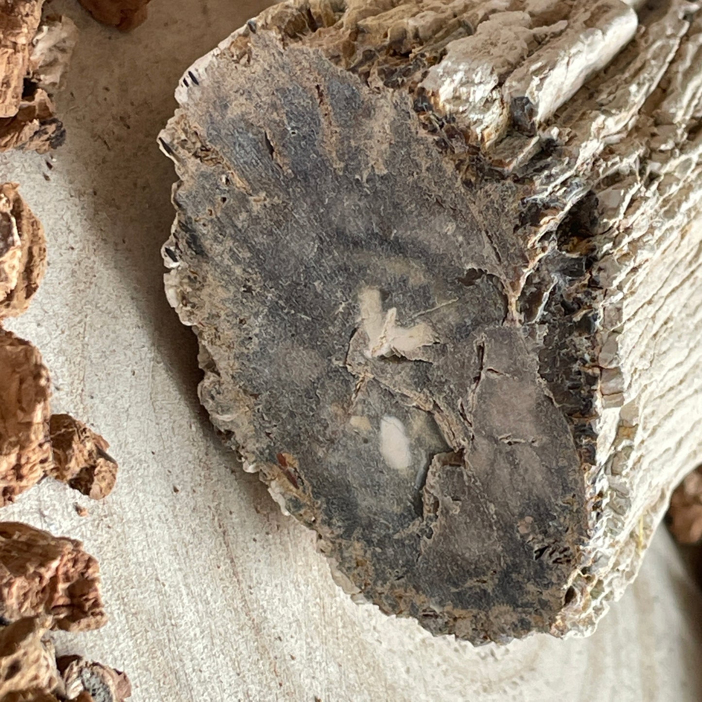 Versteend Hout nr. 5