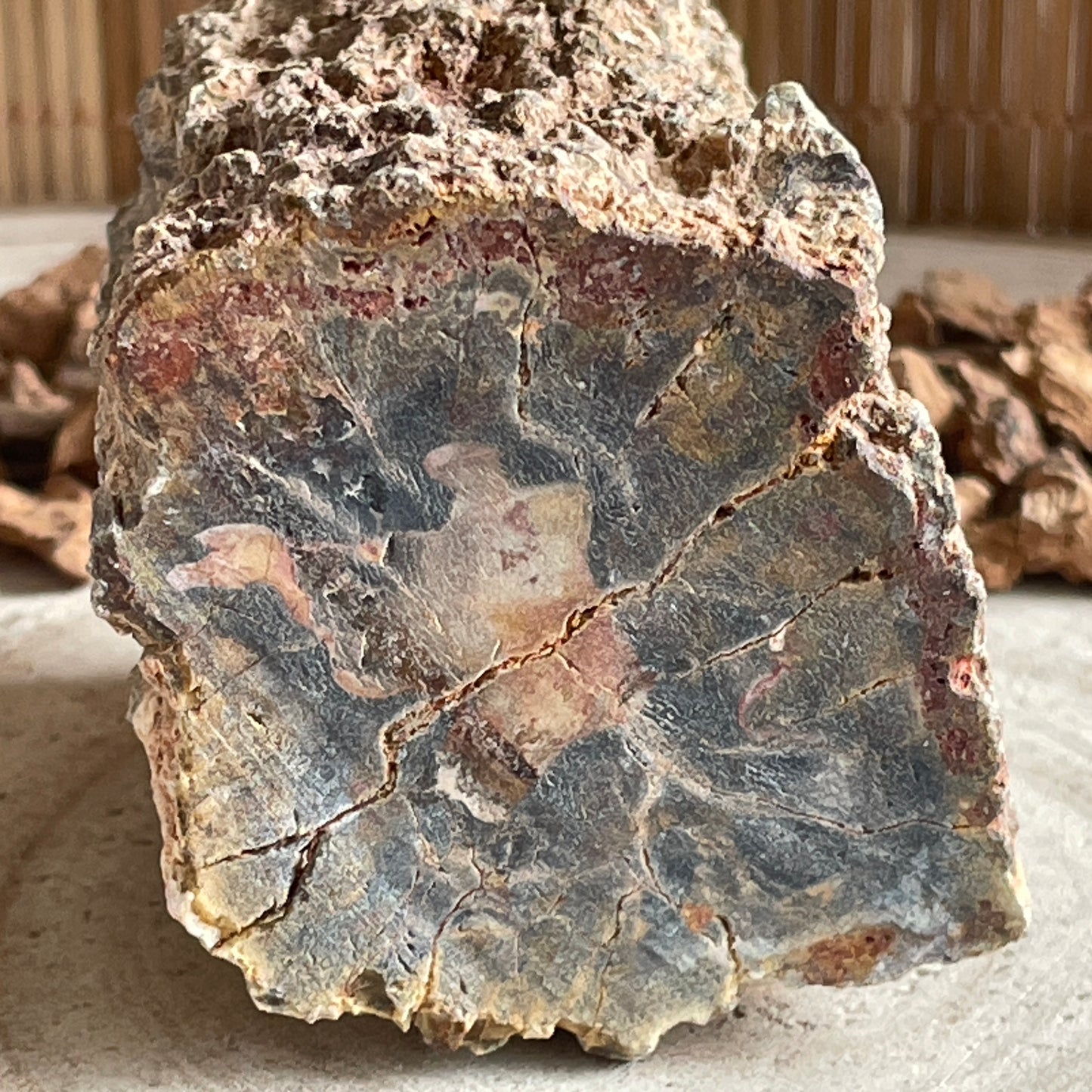 Versteend Hout nr. 4