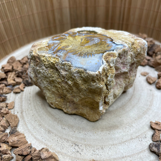 Versteend Hout nr. 7