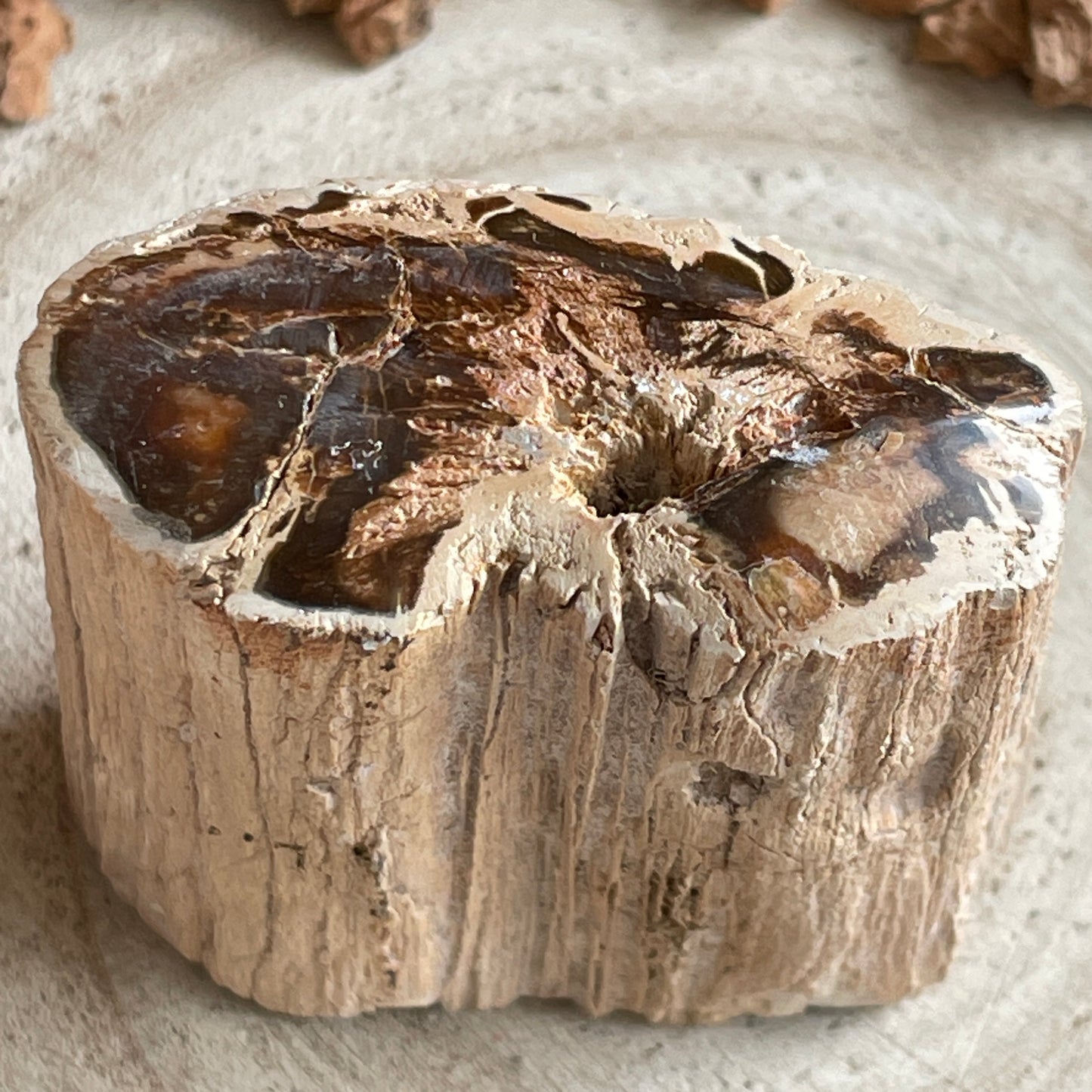 Versteend Hout nr. 2