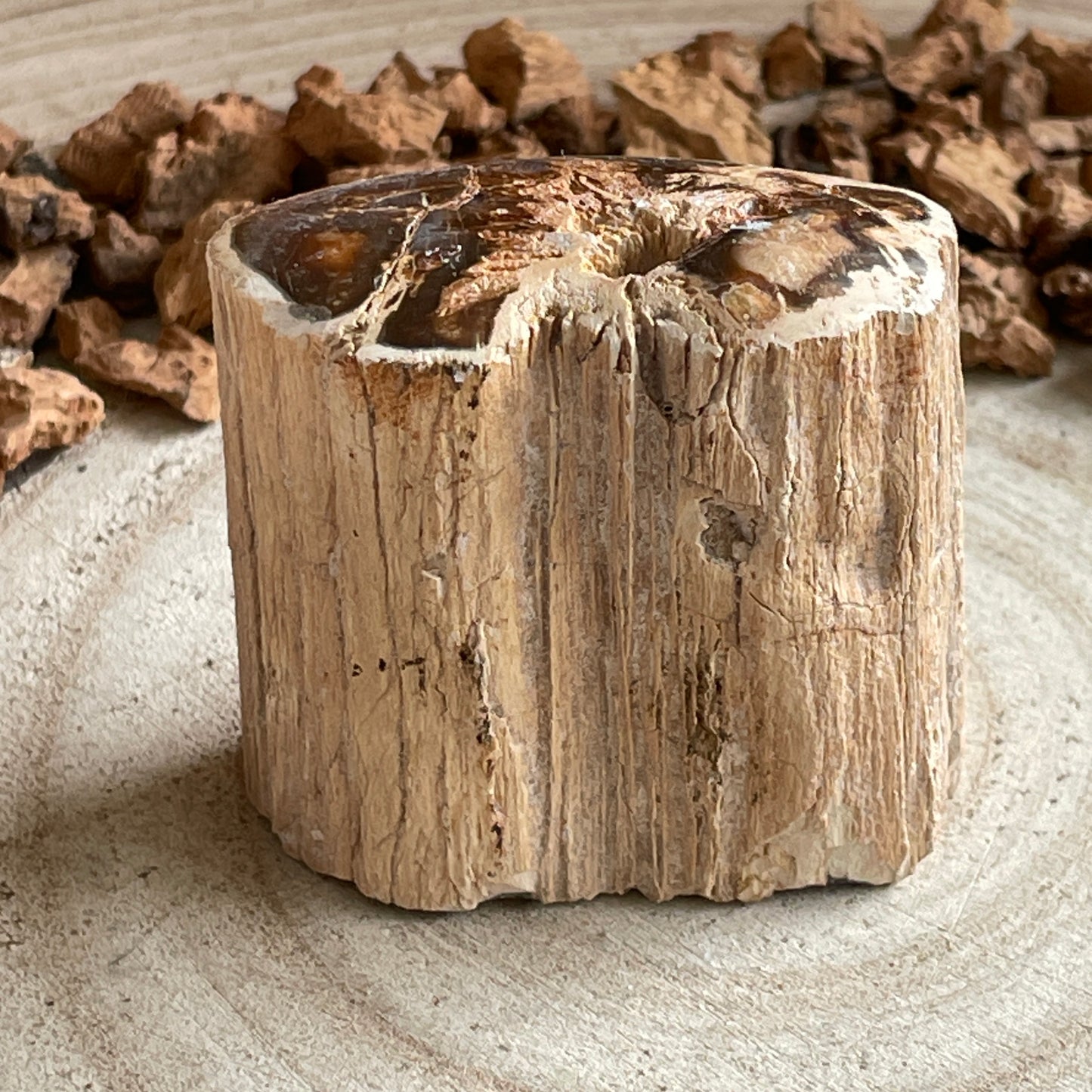 Versteend Hout nr. 2