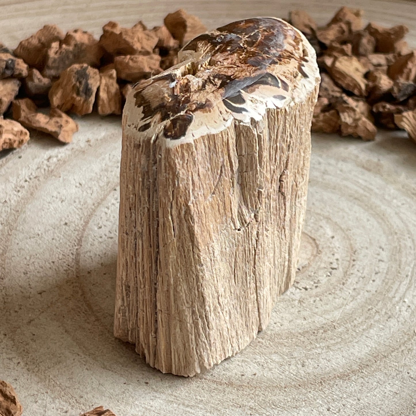 Versteend Hout nr. 2