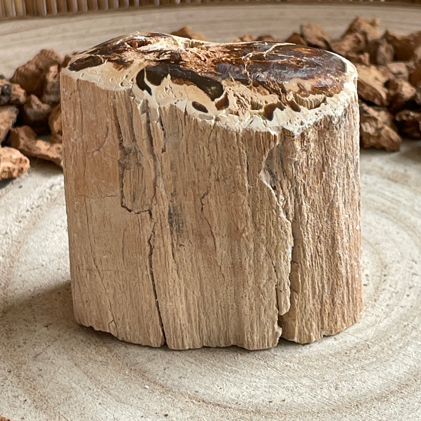 Versteend Hout nr. 2