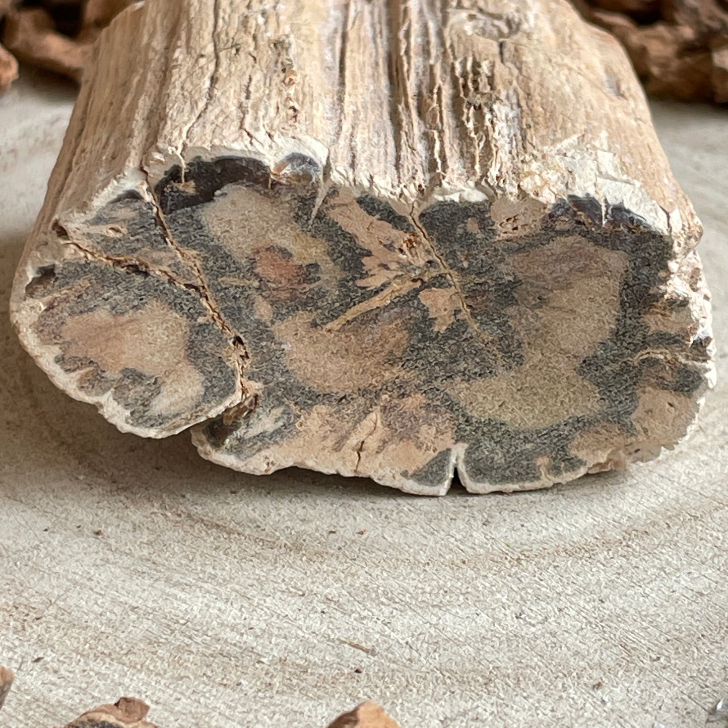 Versteend Hout nr. 2