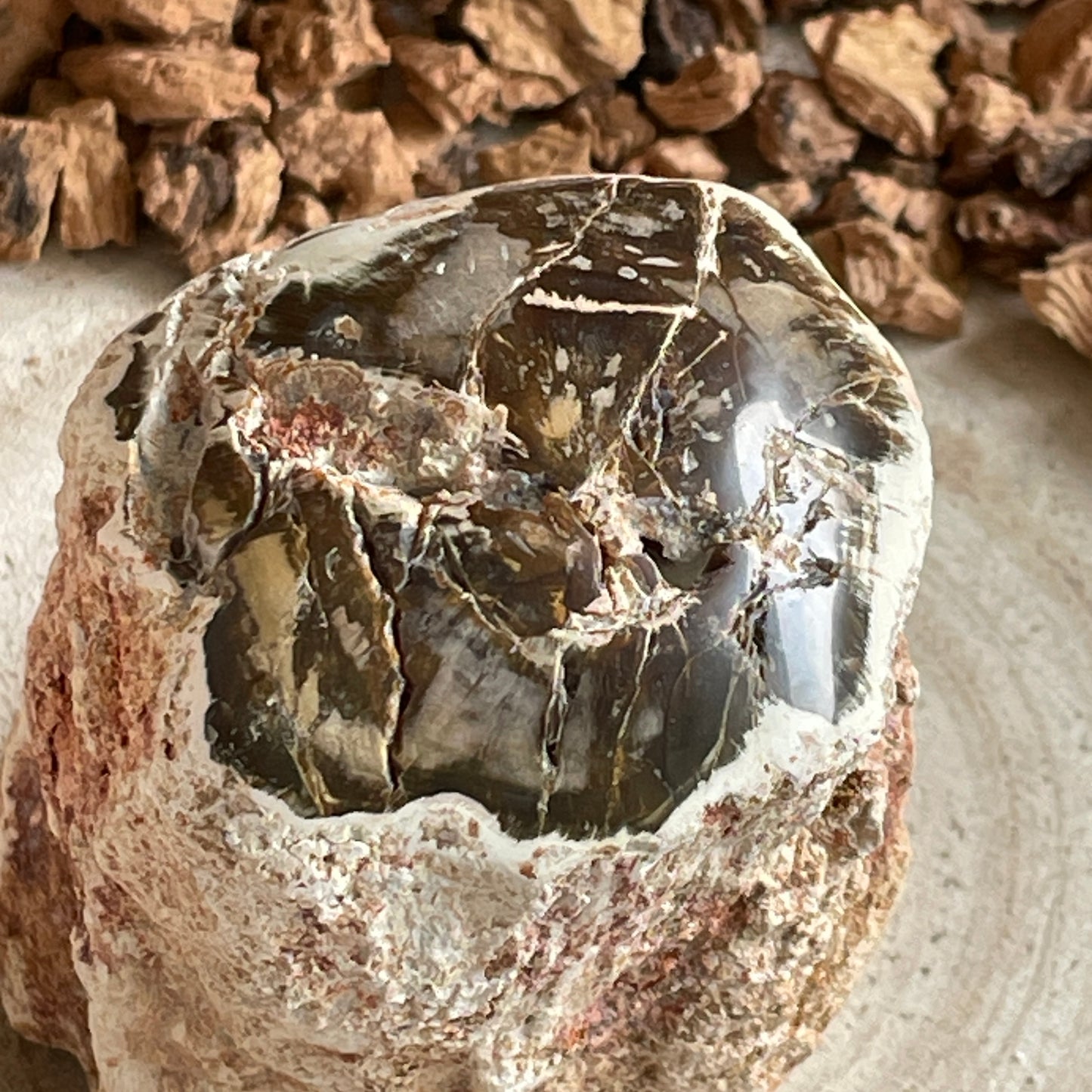 Versteend Hout nr. 3