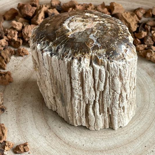 Versteend Hout nr. 5
