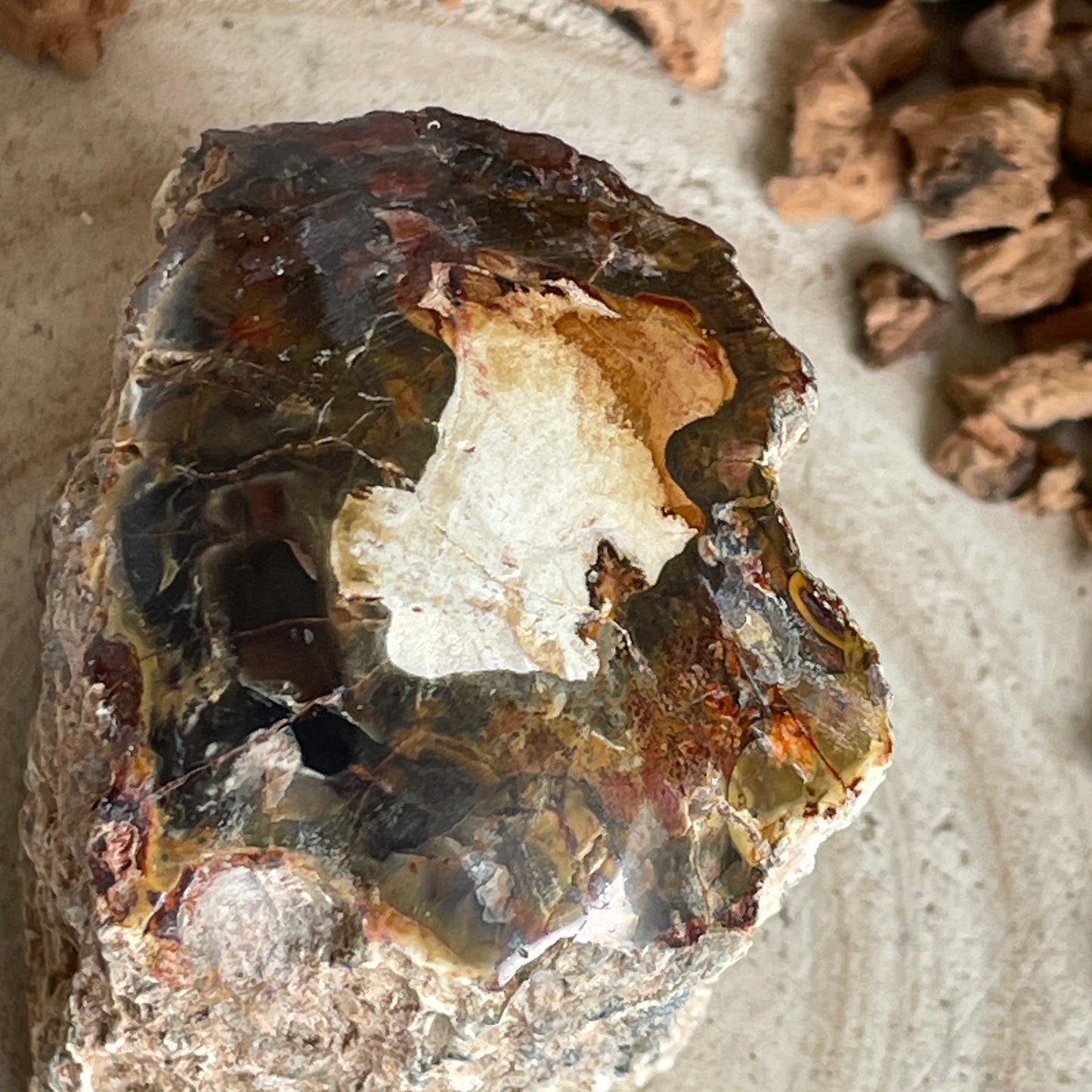 Versteend Hout nr. 4