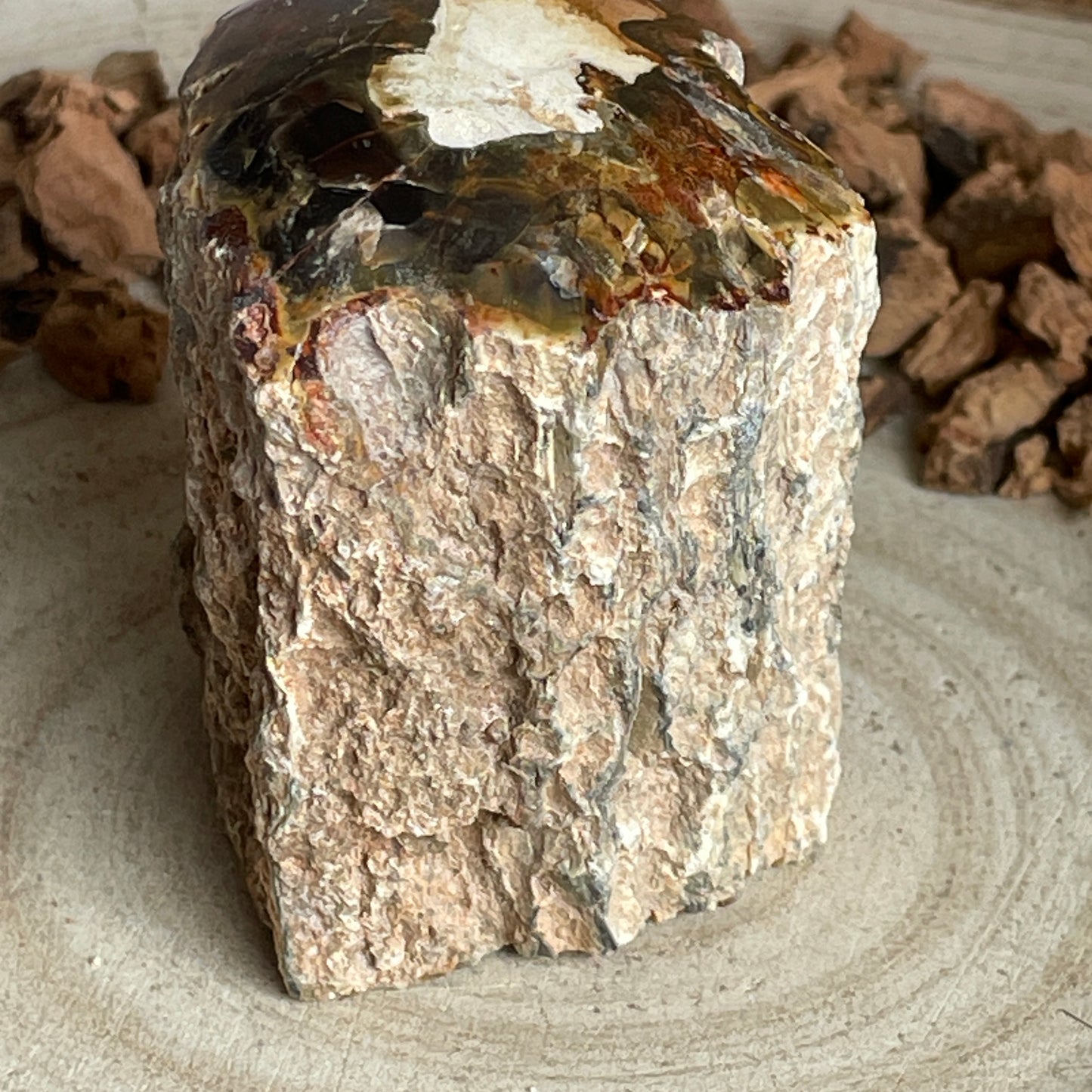 Versteend Hout nr. 4