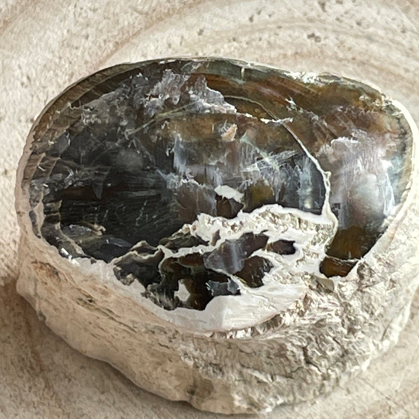 Versteend Hout nr. 1