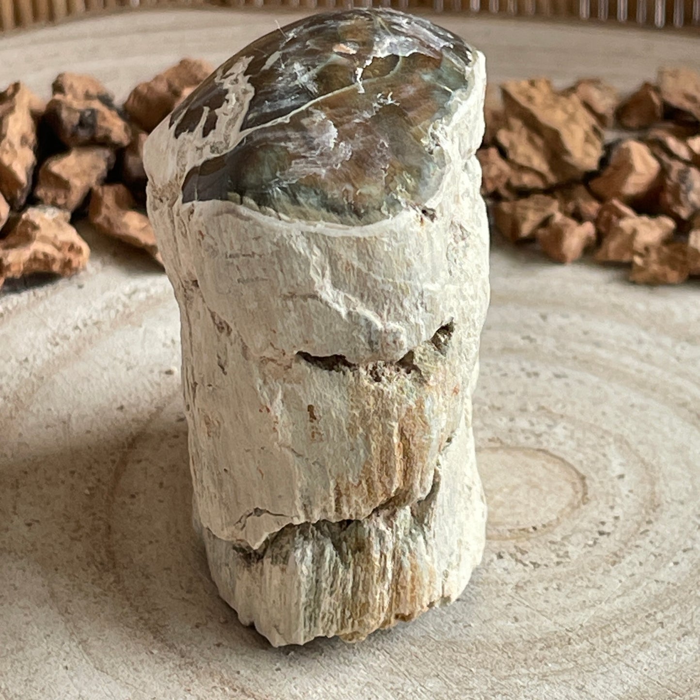 Versteend Hout nr. 1