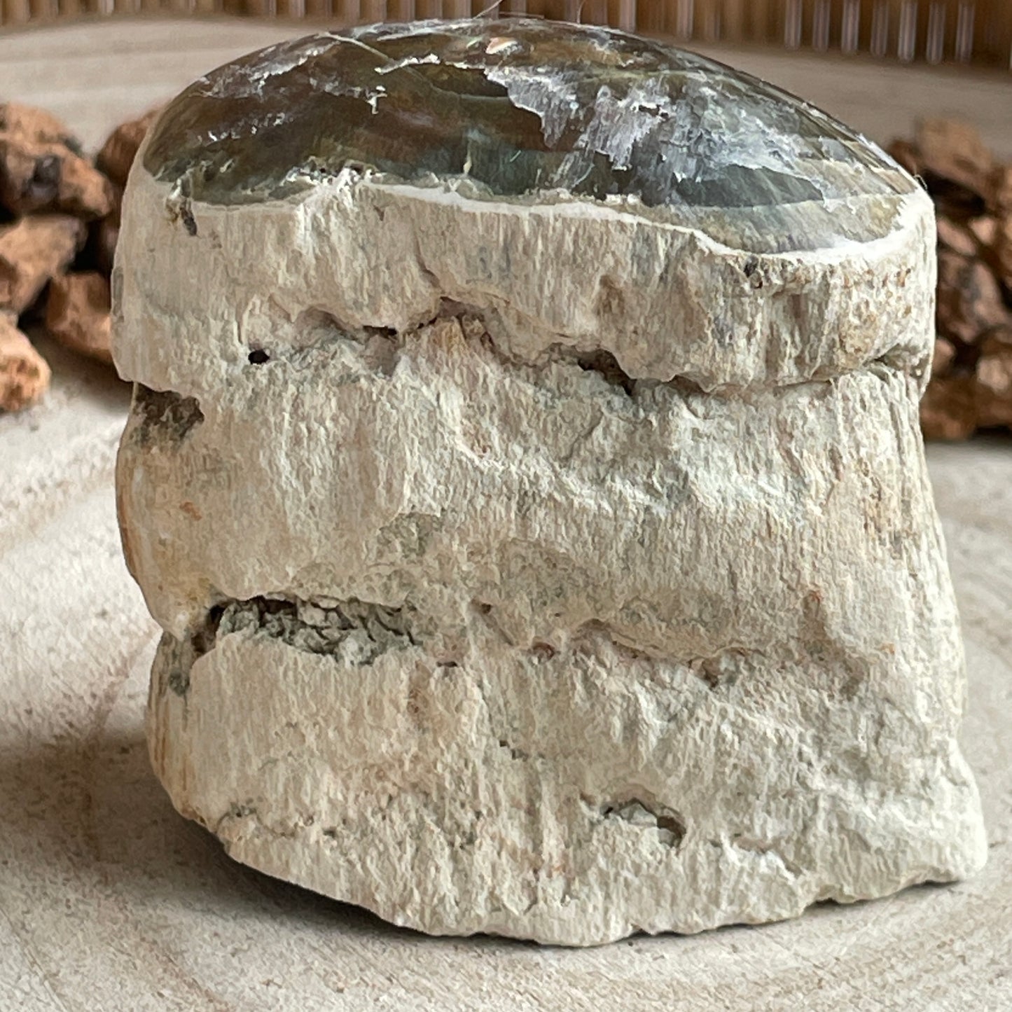 Versteend Hout nr. 1