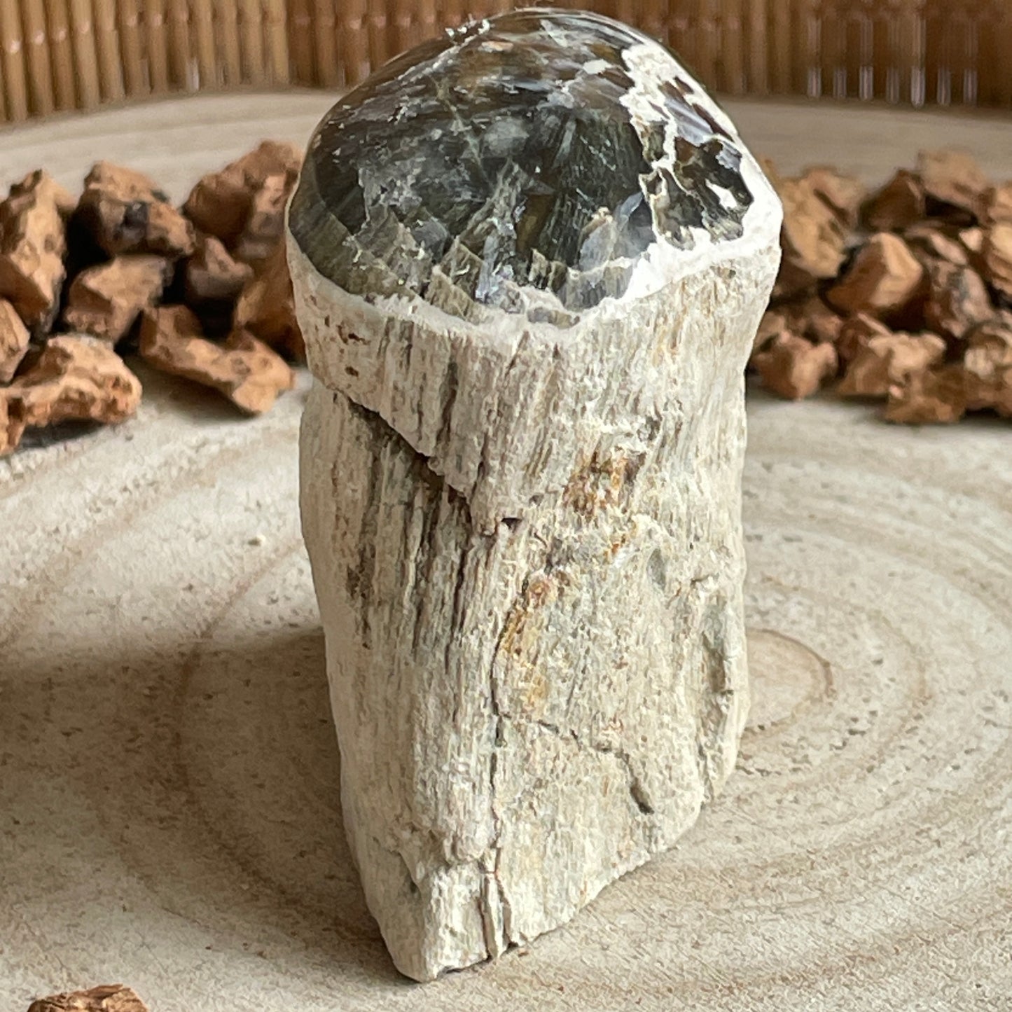 Versteend Hout nr. 1